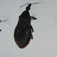 Tin tức trong ngày - Lại phát hiện bọ xít hút máu người ở HN