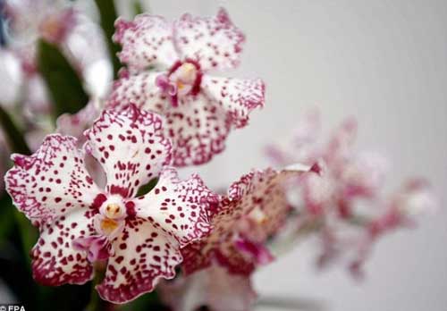 Công nương Kate Middleton lần đầu tới châu Á - 7