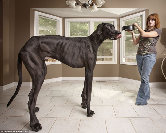 Chú chó cao nhất thế giới thuộc về Great Dane Zeus với chiều cao lên đến gần 2,2m. 
