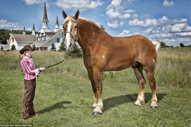 Big Jake – chú ngựa thuộc họ Belgian 9 tuổi đến từ Winsconsin, Mỹ được ghi nhận cao nhất thế giới với chiều cao hơn 2,1m.
