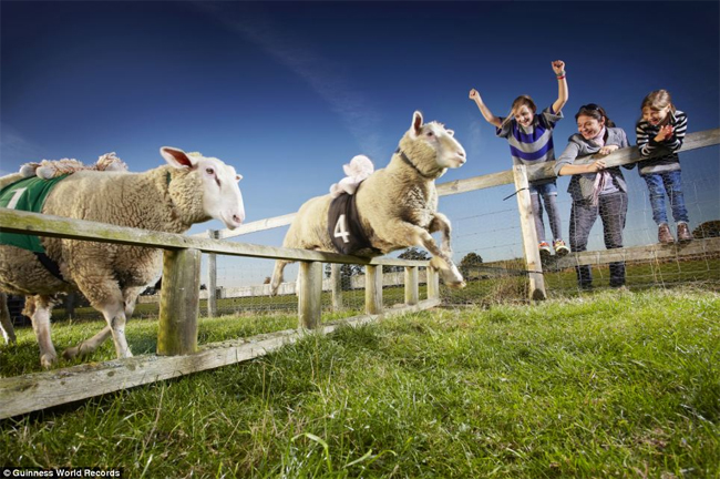 Chú cừu chạy nhanh nhất. Kỷ lục này thuộc về Zippy Lambourghini đến từ một trang trại ở High Wycombe, Buckinghamshire. Chú cừu này đã chiến thắng 165 trên tổng số 179 vòng đua. 
