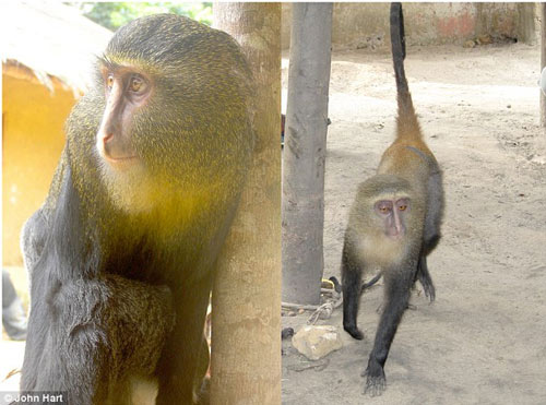 Phát hiện loài khỉ mông xanh ở châu Phi - 1