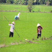 Thị trường - Tiêu dùng - Nghi thương lái ngoại tung chiêu với lúa