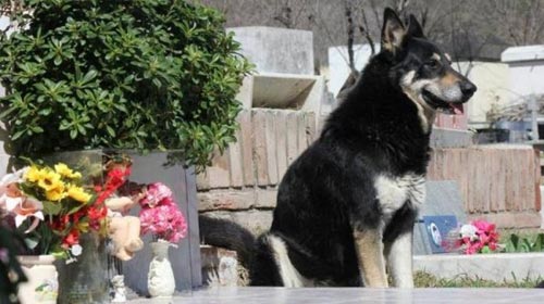 Argentina: Chú chó canh mộ chủ suốt 6 năm - 1
