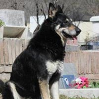 Tin tức trong ngày - Argentina: Chú chó canh mộ chủ suốt 6 năm