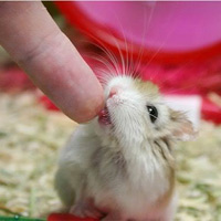 Tin tức trong ngày - Giới trẻ Đà thành "sốt" với thú vui mới