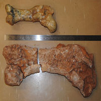 Tin tức trong ngày - Phát hiện hóa thạch loài gấu túi khổng lồ