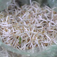 Thị trường - Tiêu dùng - HN: Siết chặt kinh doanh giá đỗ, rau mầm