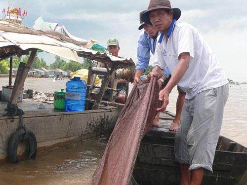 Nhộn nhịp mùa cá linh - 2