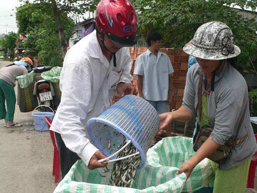 Nhộn nhịp mùa cá linh - 3