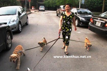 HN: Dắt chó đi dạo, lương 6 triệu/tháng - 2