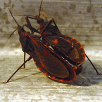 Bác sĩ của bạn - Bọ xít hút máu người không nguy hiểm như tin đồn