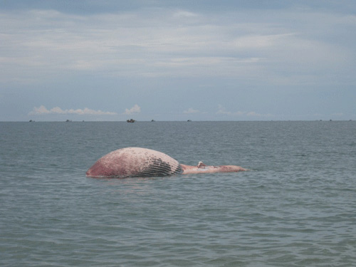 Bình Thuận: Cá voi 7 tấn lụy biển Tuy Phong - 1