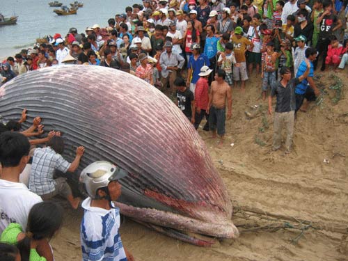 Bình Thuận: Cá voi 7 tấn lụy biển Tuy Phong - 2