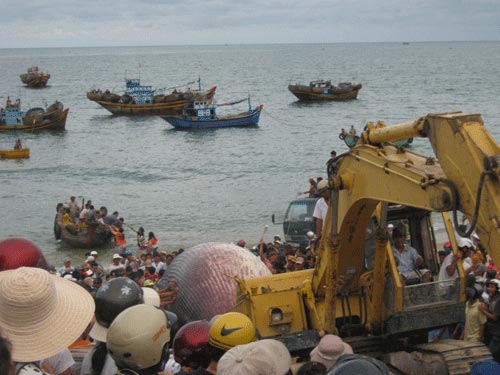 Bình Thuận: Cá voi 7 tấn lụy biển Tuy Phong - 3