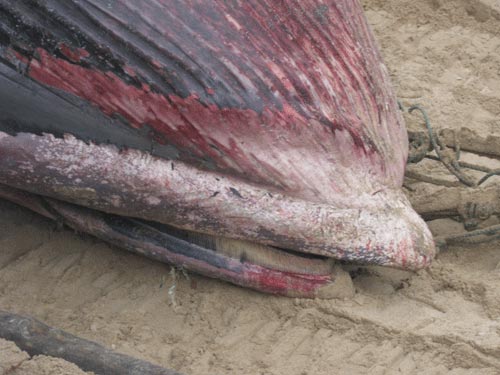 Bình Thuận: Cá voi 7 tấn lụy biển Tuy Phong - 4