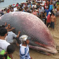 Tin tức trong ngày - Bình Thuận: Cá voi 7 tấn lụy biển Tuy Phong