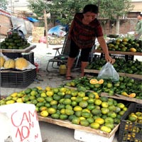 Thị trường - Tiêu dùng - Bí ẩn đằng sau... cam giá "bèo"