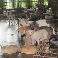 Tin tức trong ngày - Món cầy tơ và nghề buôn chó liên tỉnh