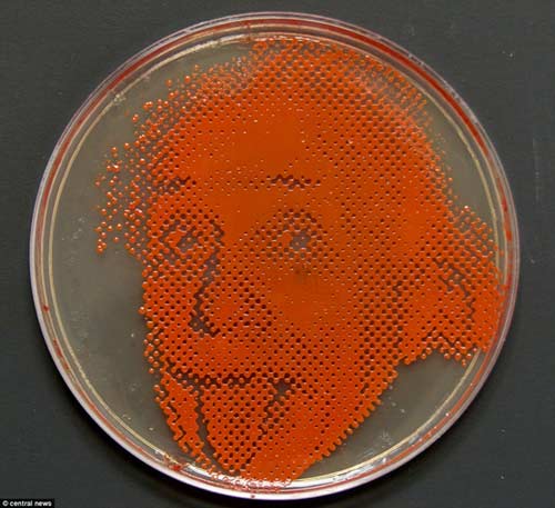 Kỳ quái: Tranh vẽ từ vi khuẩn - 1
