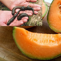 Tin tức trong ngày - Rợn người tin đồn: Trong dưa vàng có... đỉa