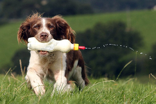 Chó làm bảo mẫu cho cừu - 7