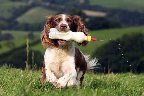 Chó làm bảo mẫu cho cừu - 6