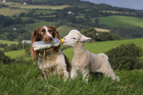 Chó làm bảo mẫu cho cừu - 4