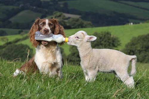 Chó làm bảo mẫu cho cừu - 5