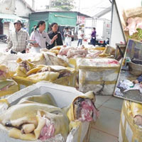 Tin tức trong ngày - Mánh khóe "chế" lợn sề thành... lợn rừng