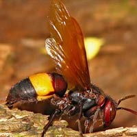 Sức khỏe đời sống - Độc chiêu"dùng ong đốt để chữa bệnh?