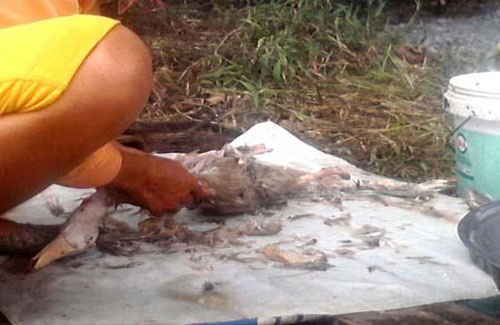 Lò mổ "siêu bẩn" mọc ngay cạnh... ủy ban xã - 3