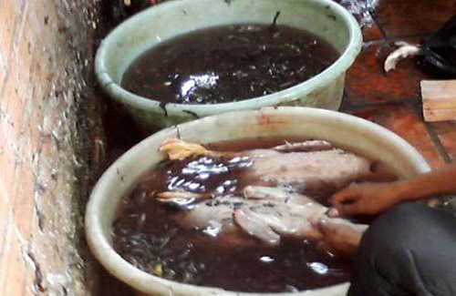 Lò mổ "siêu bẩn" mọc ngay cạnh... ủy ban xã - 4