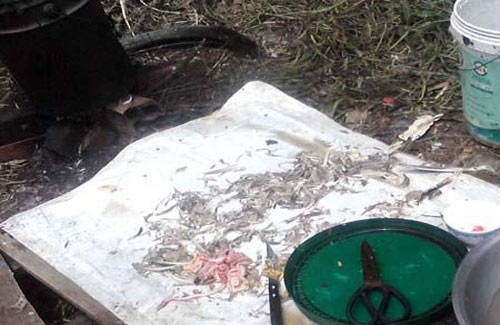 Lò mổ "siêu bẩn" mọc ngay cạnh... ủy ban xã - 6