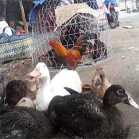 Thị trường - Tiêu dùng - Lò mổ "siêu bẩn" mọc ngay cạnh... ủy ban xã