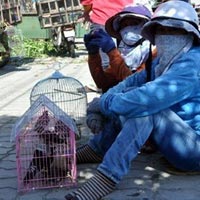 Tin tức trong ngày - Chợ "độc" ở Đà Thành: Chợ bán chim