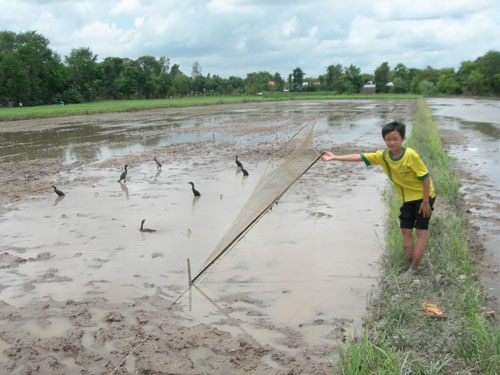 Cần Thơ: Vườn cò bị tận diệt - 2