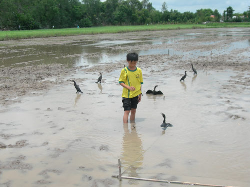 Cần Thơ: Vườn cò bị tận diệt - 1
