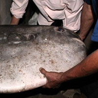 Tin tức trong ngày - Lại bắt được cá mặt trăng "khủng" ở Nghệ An