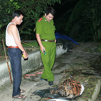 Tin tức trong ngày - Phá đường dây buôn hổ liên tỉnh
