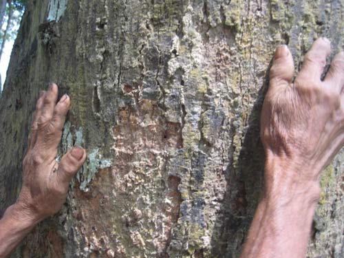 Phóng sự ảnh: Cả thôn chống "cướp rừng" - 2