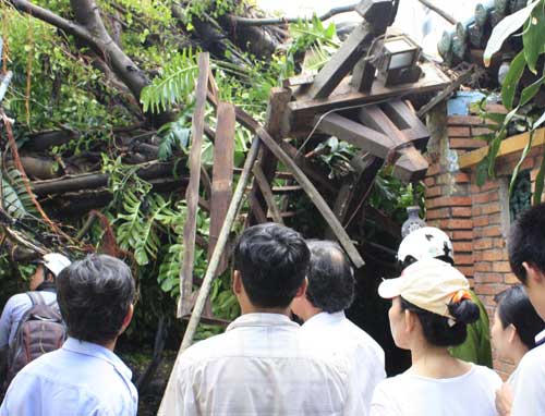 TPHCM: Cây cổ thụ bật gốc đè bẹp chục xe ga - 3