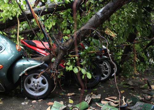 TPHCM: Cây cổ thụ bật gốc đè bẹp chục xe ga - 2