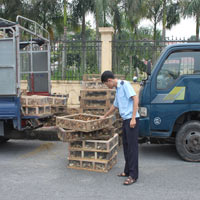 Tin tức trong ngày - Gà lậu Trung Quốc lại tràn vào Việt Nam