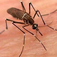 Sức khỏe đời sống - Muỗi sốt xuất huyết nguồn gốc từ đâu?