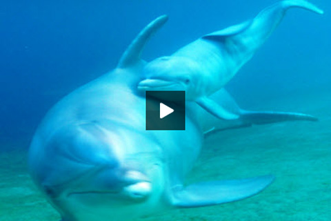 Video: Ấn tượng với cảnh cá heo sinh con - 1