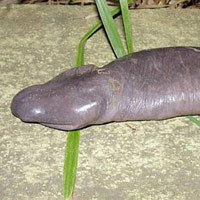 Phi thường - kỳ quặc - 12 con vật mới gây nhiều tò mò (P1)