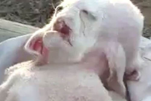 Sốc với chú dê "ngoài hành tinh" - 1