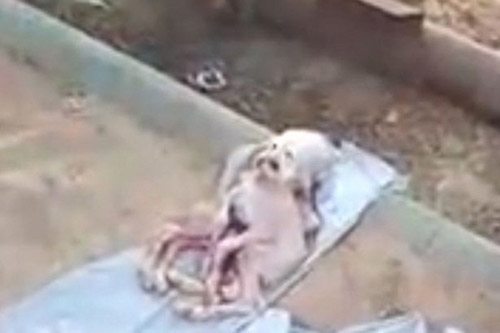 Sốc với chú dê "ngoài hành tinh" - 2