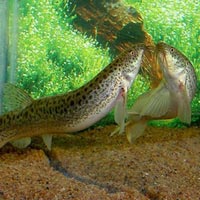 Ẩm thực - Chạch quế đã ngon lại "sung"